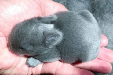 Newborn Baby Bunnies | Cutest Bunnies | Adorable Baby Rabbits