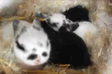 Netherland Dwarf Cute Adorable Baby Rabbits Babies