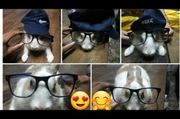 OMG Very Cute Rabbit Pampering | Cute Rabbit Honey