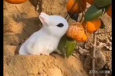 whatsapp status / cute rabbit / love status / new status 2021 / whatsapp love status