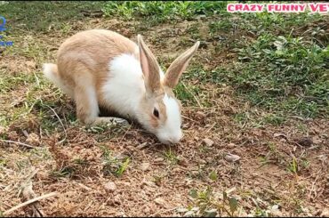 Cute Bunny Digging A Hole And Jumping In The Garden | Happy Bunny Jumping Jumping #rabbitfarm #bunny