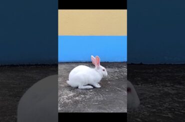 White cute rabbit
