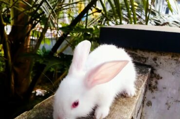 Alvin the cute bunny