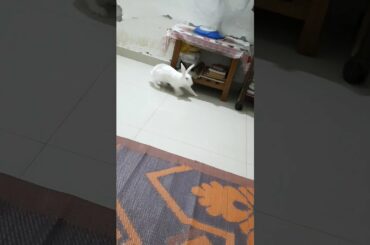 Cute Bunny Rabbit Binky | Rabbit Fun Time Videos |