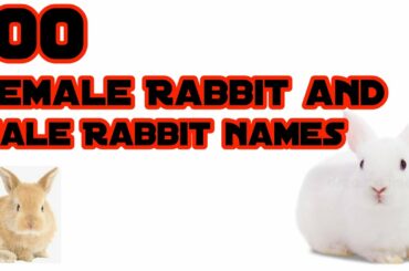 50 Female Cute Rabbit names and 50 Cute Male Rabbit names || Pet Friends ||