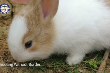 Our Cute Rabbit Babies II They are Playing in the Gardening