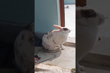My Cute Rabbit | Pet Rabbit | Cute Rabbit