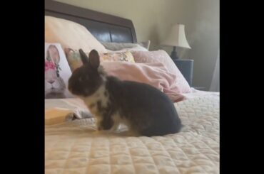 mom's big bed | Cute Pets Rabbits And Bunny Funny Video Compilation Aww Animals #Shorts