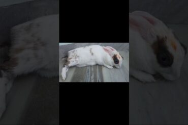 My Rabbit is too sleepy | Pet Rabbit | Cute Rabbit