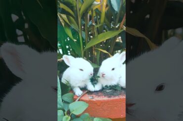 Funny cute rabbit