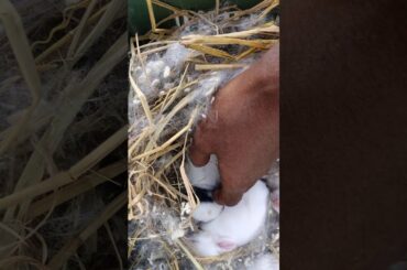 Cute Baby Rabbits Deep Sleeping Time | #Shorts video @AssamKrishiTV