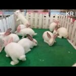 cute rabbit videos by Cambodia Farming