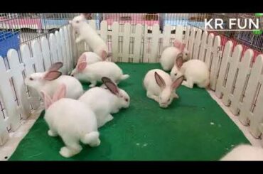 cute rabbit videos by Cambodia Farming