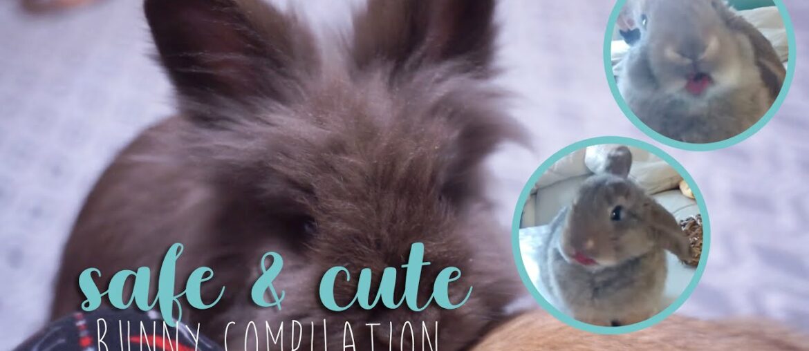 Funny & Cute Bunny Rabbit Compilation (safe pet care)