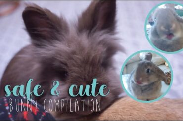 Funny & Cute Bunny Rabbit Compilation (safe pet care)