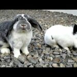 Adorable Cute Rabbits | Netherland Dwarf Bunnies | Cutest Baby Rabbit Playing