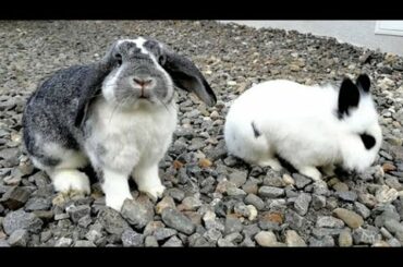 Adorable Cute Rabbits | Netherland Dwarf Bunnies | Cutest Baby Rabbit Playing