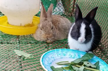 Cute Rabbit In My House And Give Food, Tamabom Daily178