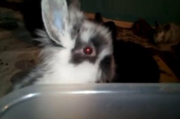 Cute Baby Bunny's Rabbit Video