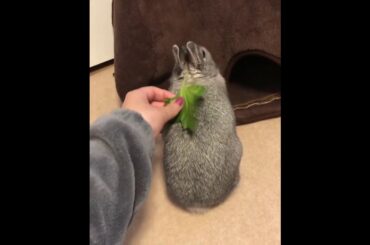 love this leaves | Cute Pets Rabbits And Bunny Funny Video Compilation Aww Animals #Shorts