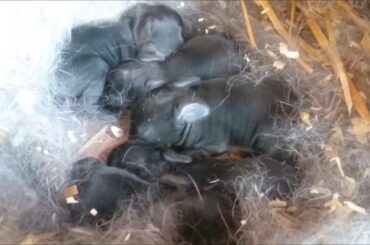 Transformation From Black To Champagne Netherland Dwarf Rabbits Cute and Adorable Baby Rabbits