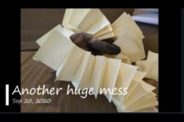 Best of Chippy 2020 | Funny and Cute Bunny Memories || Da Chippy Films