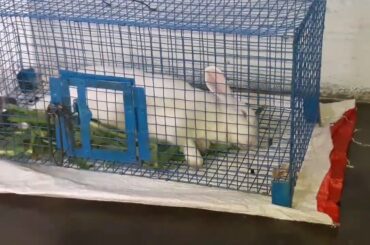 Cute Rabbit Sleeping in cage