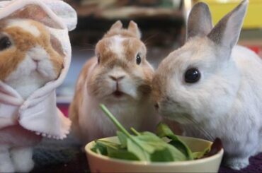 Eating Bunnies | Cute Bunny Rabbit | WoW! Cutest & Jumping Rabbits