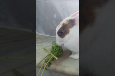 My Rabbit is eating Coriander (dhaniya) | Pet Rabbit | Cute Rabbit