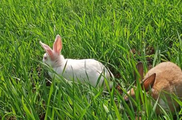 Cute bunny for sale in Ranchi #cutebunny#rabbit#bunny#ranchi