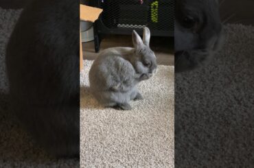 Cute Bunny Taking a Bath