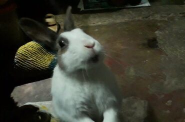 Cute Rabbit Eats Chocolate