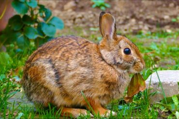 A Cute Rabbit Eating Our Weeds and Leaves