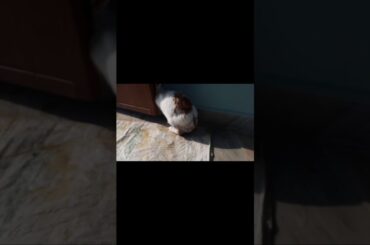 My Rabbit is searching food | Cute Rabbit | Pet Rabbit