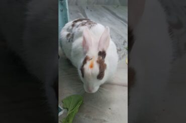 My cute rabbit is playing with me | Cute Rabbit