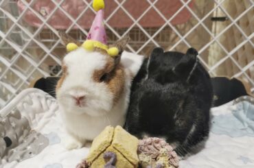 Cute Bunny and Rabbit Video No 13 - Cute Rabbits and Bunnies