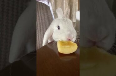Teddy The Cute Bunny Rabbit Steals An Apple From Off The Table During Breakfast and Hides #Shorts