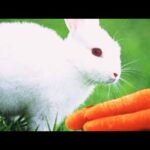 cute bunny asmr
