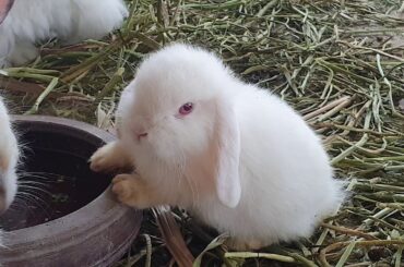 Cute Bunny Drinking Water Holland Lop Mini Lop
