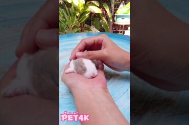 7 days little cute bunny [PET4K]
