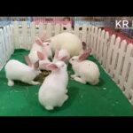 Cute baby rabbit eating by farming
