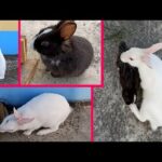 Black cute rabbit and white rabbit_ Valentine special video