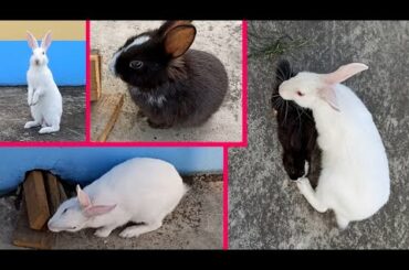 Black cute rabbit and white rabbit_ Valentine special video