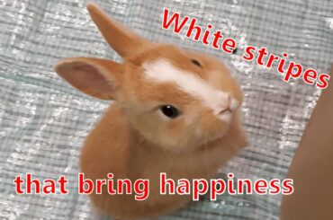 White line of happiness Cute rabbit