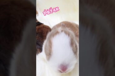 Cute Bunny 10Days