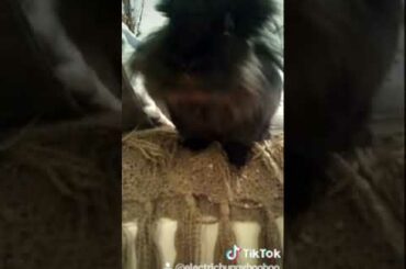 bunny yummy #cute #rabbit