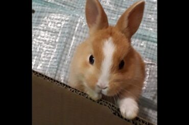 The cute gesture of a cute rabbit.