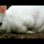 cute bunny dugging