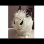 Cute and Adorable Bunny Bathing Herself | Lily Bobtail
