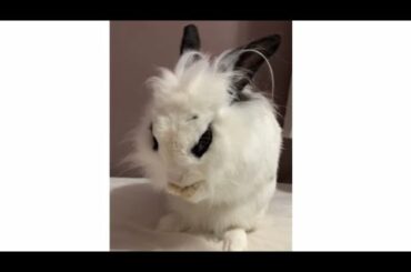 Cute and Adorable Bunny Bathing Herself | Lily Bobtail